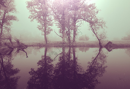森林里的魔法雾图片