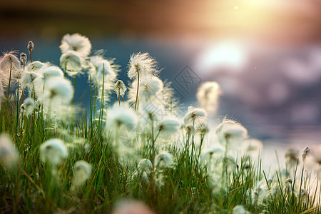 北极棉花花图片