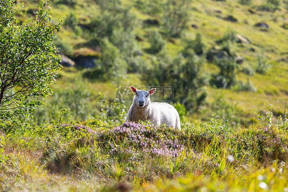 挪威的绵羊图片