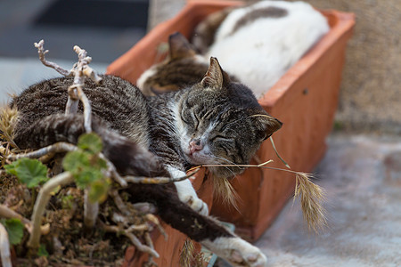 希腊猫图片