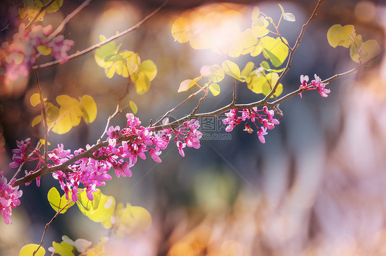 红芽树粉红色的花,春天的背景图片