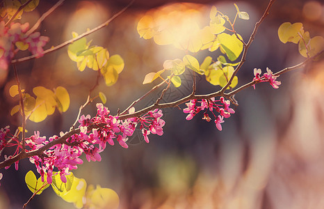 红芽树粉红色的花,春天的背景图片