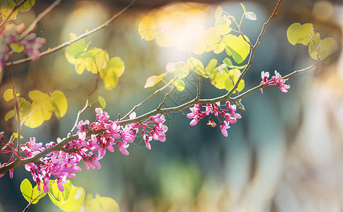 红芽树粉红色的花,春天的背景图片