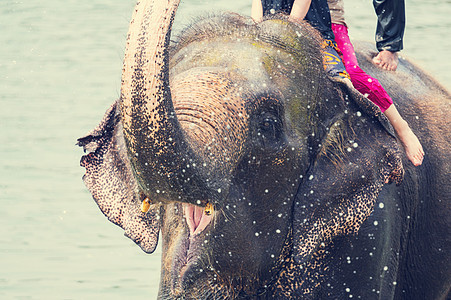 大象河里游泳,尼泊尔奇旺图片
