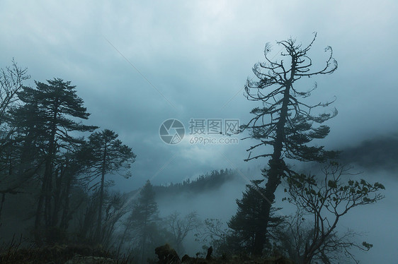 尼泊尔喜马拉雅山脉的丛林图片