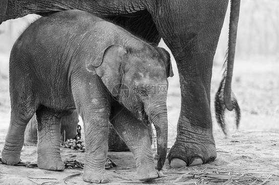 尼泊尔奇温公园的小象图片