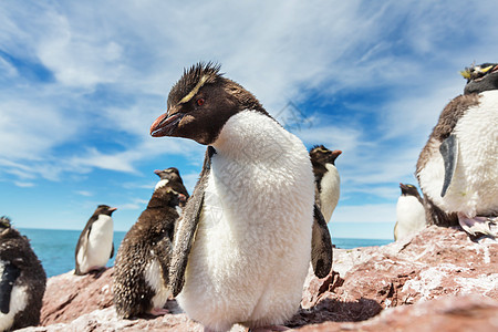 阿根廷南部的石蝉企鹅图片