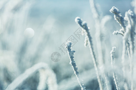 秋叶雪霜山上的冰草背景