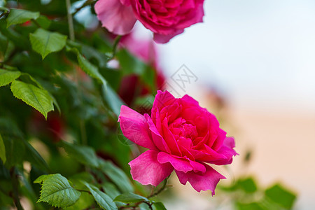 玫瑰粉红色蔷薇花粉红色的葡萄酒图片