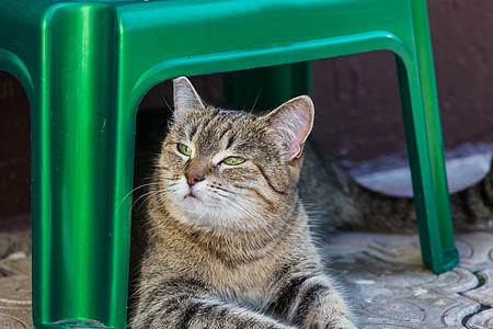 绿草地上的猫图片