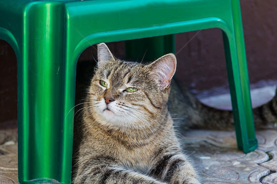 绿草地上的猫图片