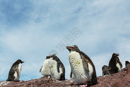 阿根廷南部的石蝉企鹅图片