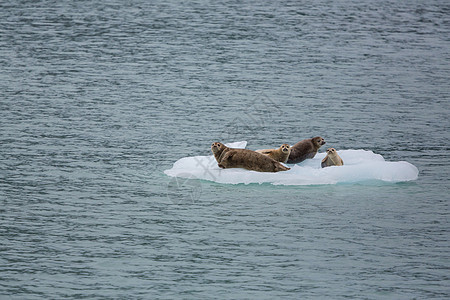 阿拉斯加港海豹,美国图片