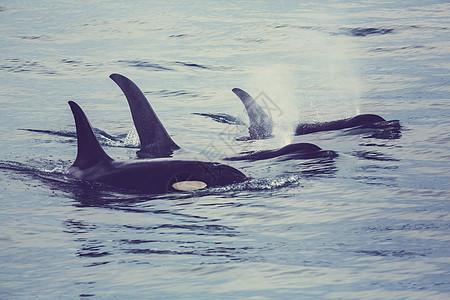 阿拉斯加的虎鲸虎鲸图片