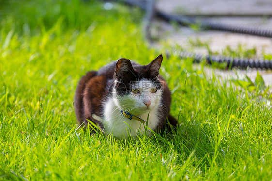 绿草地上的猫图片