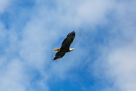 美鹰清澈的阿拉斯加天空飞行图片
