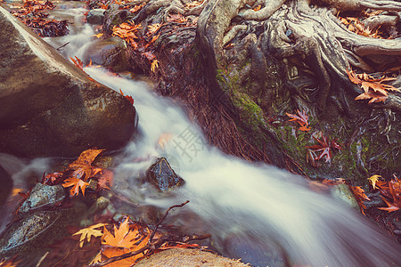 秋天的森林小溪图片