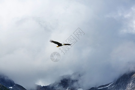 美鹰阿拉斯加晴朗的蓝天上飞行图片
