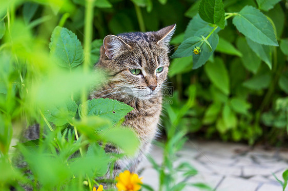 绿草地上的猫图片