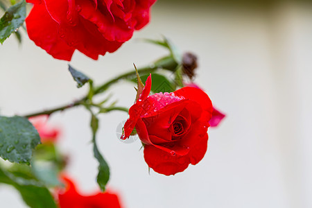 红玫瑰,特写镜头图片