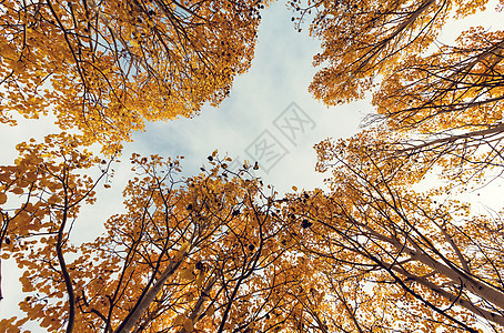 秋天的黄色森林图片