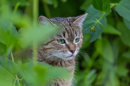 绿草地上的猫图片