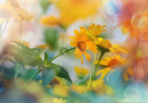 花背景,特写镜头图片