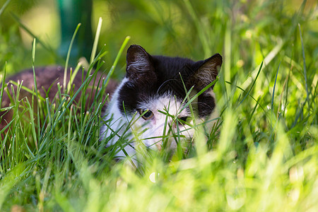 绿草地上的猫图片