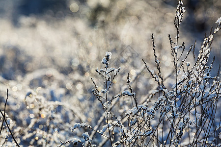 冬天风景如画的白雪覆盖的森林图片