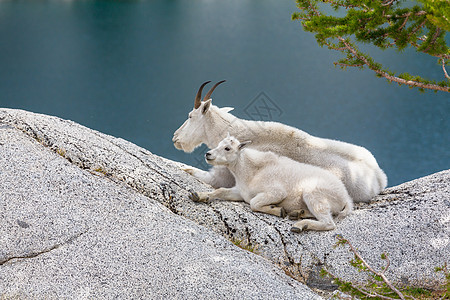 瀑布山的野山羊图片