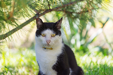 绿草地上的猫图片