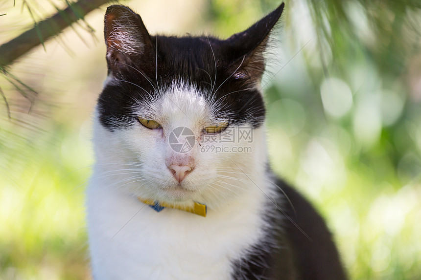 绿草地上的猫图片