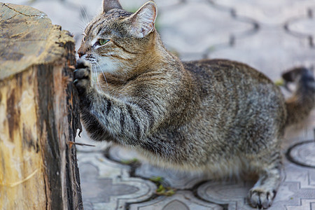 绿草地上的猫图片