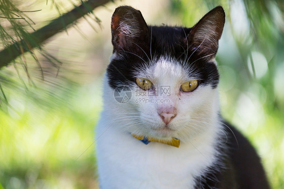 绿草地上的猫图片