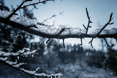 霜冬天风景如画的白雪覆盖的森林背景