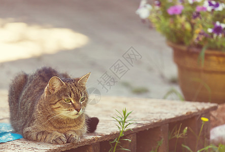 绿草地上的猫图片