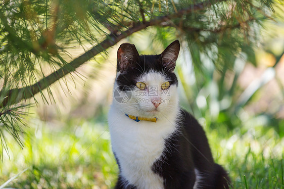 绿草地上的猫图片