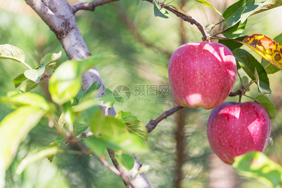 花园的树枝上收获成熟的红苹果图片