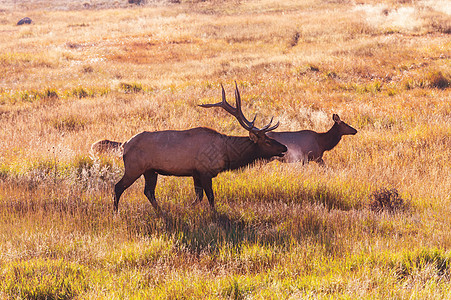 野生麋鹿岩石山公园的草地上放牧,科罗拉多州,美国图片
