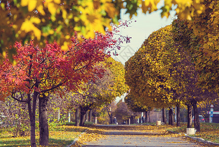 美丽的小巷秋天的季节,城市里树图片