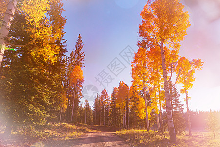 内华达山脉地区阳光明媚的早晨,乡村道路上五彩缤纷的秋天景象图片