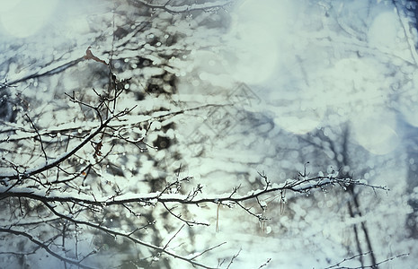 冬天风景如画的白雪覆盖的森林图片