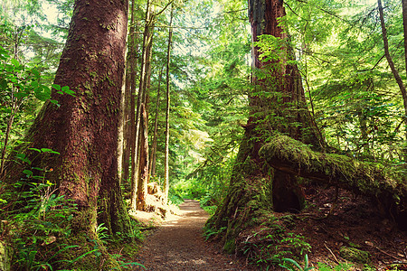 加大列颠哥伦比亚省温哥华岛的雨林高清图片