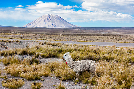 火山背景的小可爱的骆驼图片
