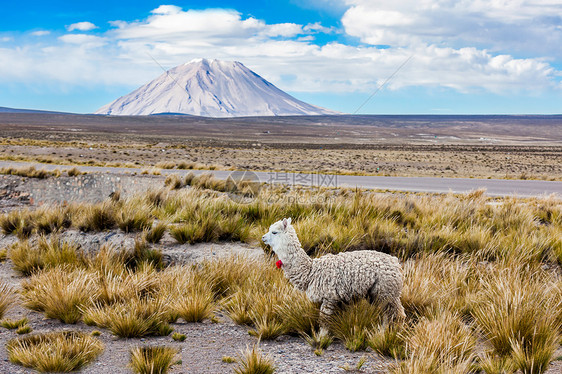 火山背景的小可爱的骆驼图片