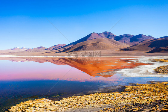 拉古纳科拉达,意思红湖利维亚高原西南部的个浅盐湖图片