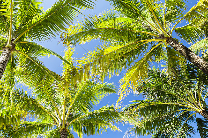 美丽的椰子棕榈蓝天的背景上图片