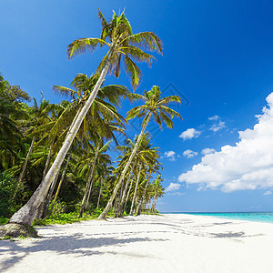 椰子棕榈美丽的海滩上青绿色的水图片