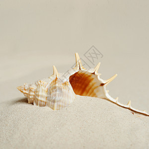 海沙背景上的贝壳图片