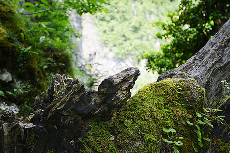山坡上的古树其他植被背景图片